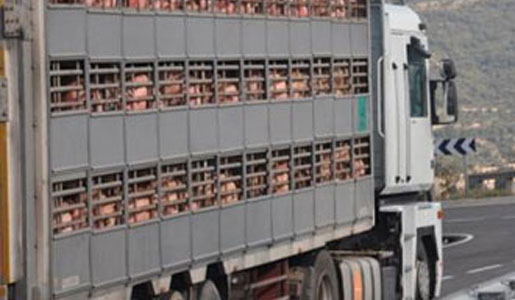 Excesiva regulación en el transporte de animales