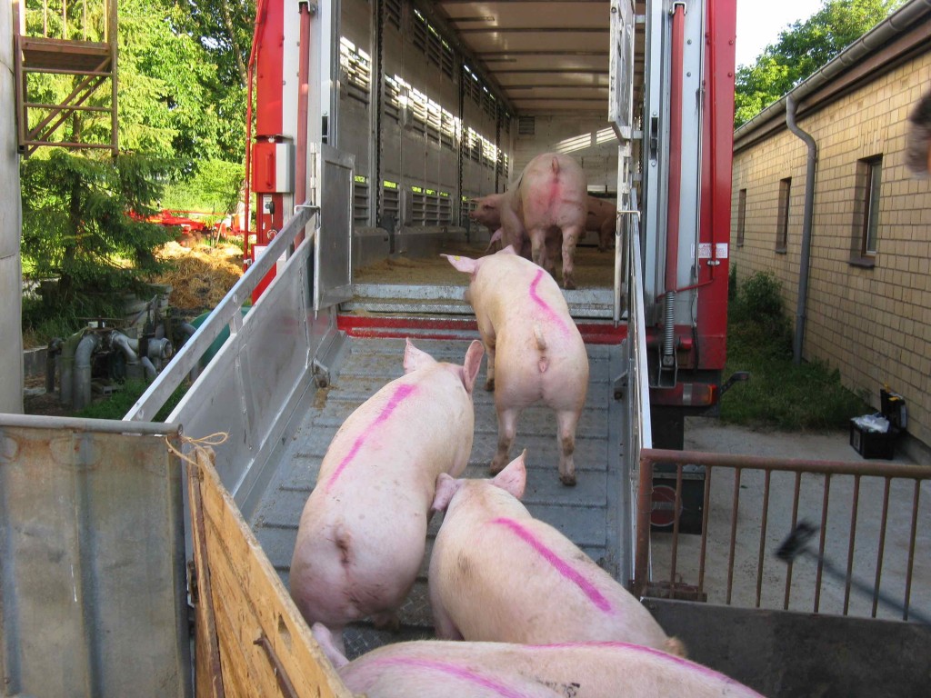 Cerdos son cargados en el camión. Medidas peste porcina